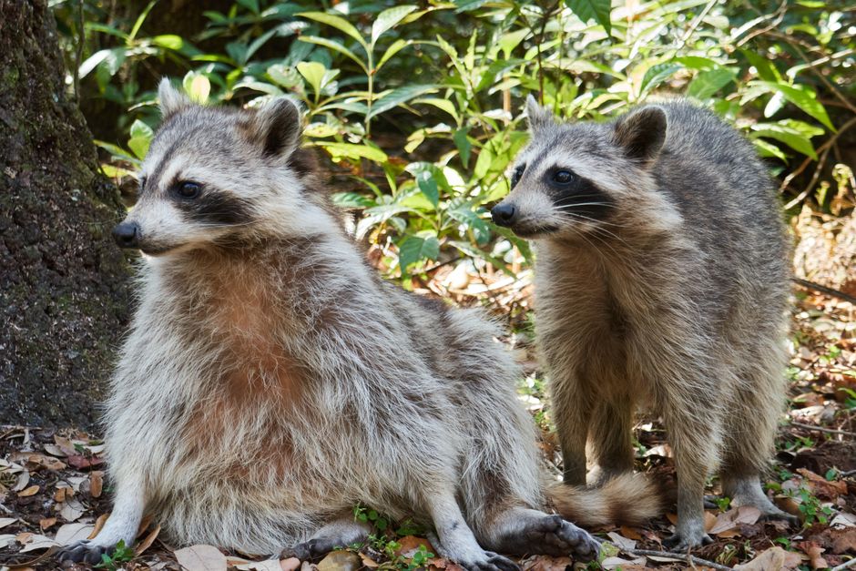 2頭のアライグマの全身。右の個体の尻尾に輪状の縞が見える