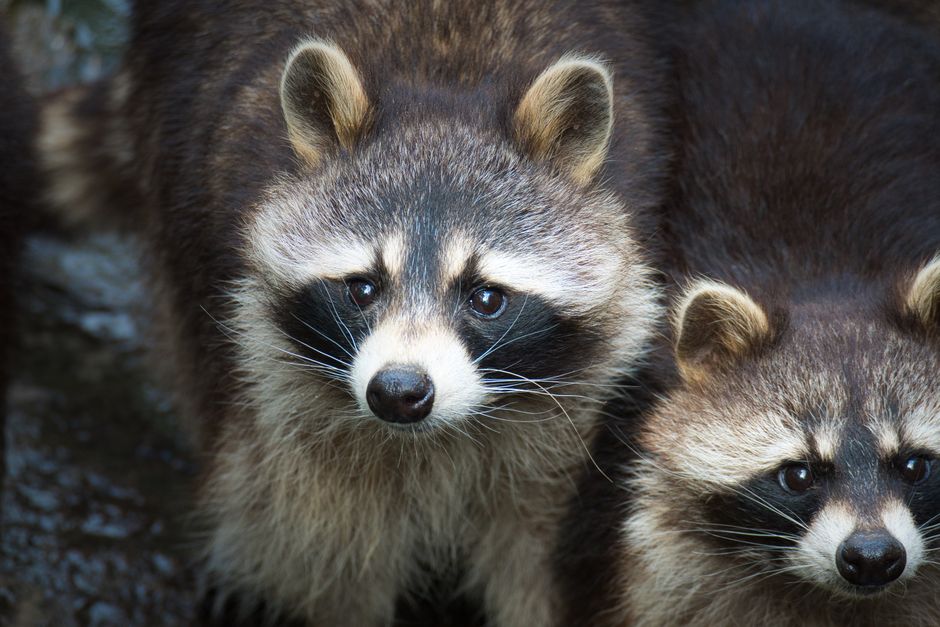アライグマの顔のアップ。目のまわりの黒いマスク状の模様がはっきり見える