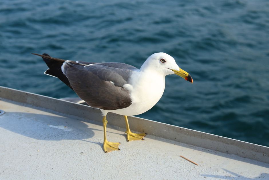 船のへりに立つウミネコ(京都・伊根)
