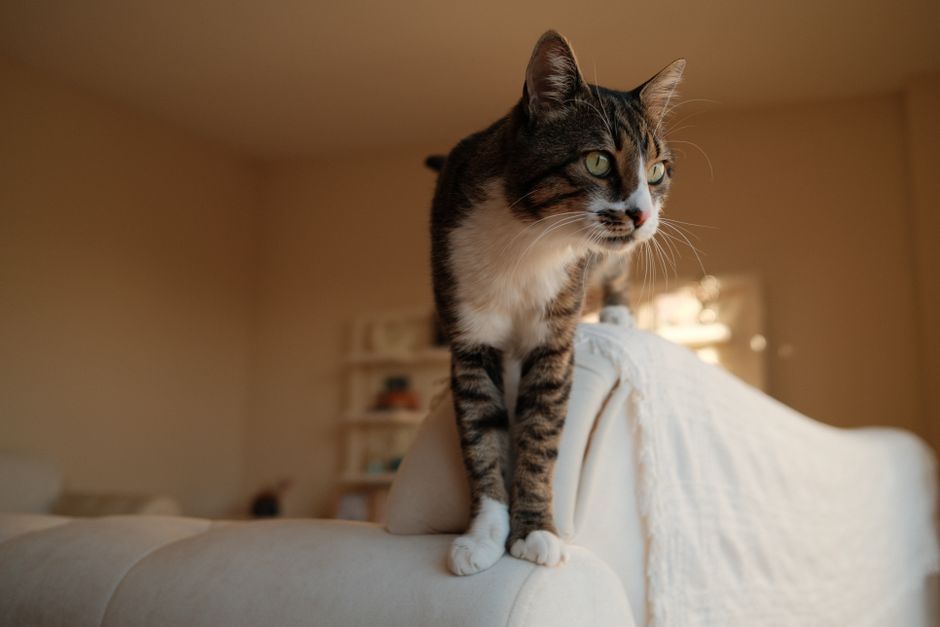 ソファの背もたれに乗る猫とカバー