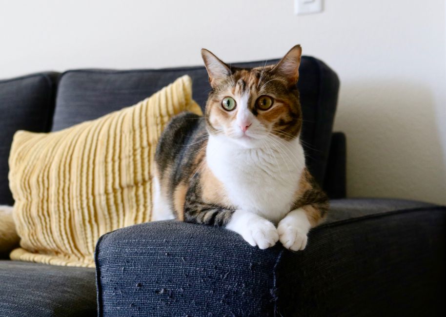 布張りソファでくつろぐ猫