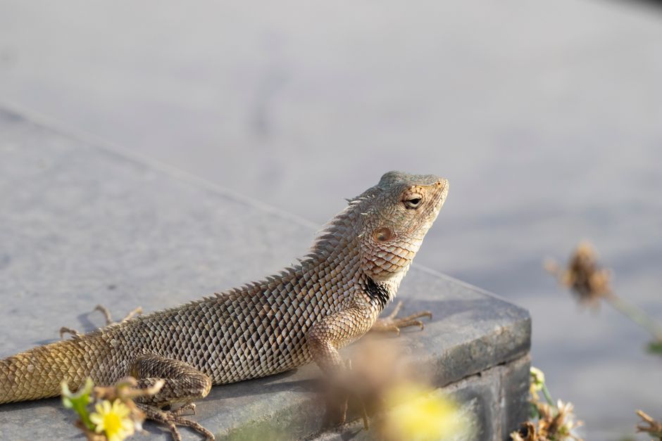 石の上で日光浴をするトカゲの仲間(カロテス)
